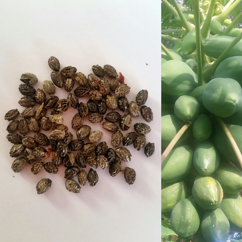 Papaya tree seeds. Carica papaya. Tropical Papaya fruit seed. Etsy
