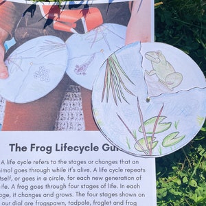 Puede incluir: Una rueda de papel colorida dividida en cuatro secciones, que ilustra el ciclo de vida de una rana. Las secciones muestran huevos de rana, renacuajo, ranita y una rana verde. El texto "The Frog Lifecycle Game" está en la parte superior de la rueda.