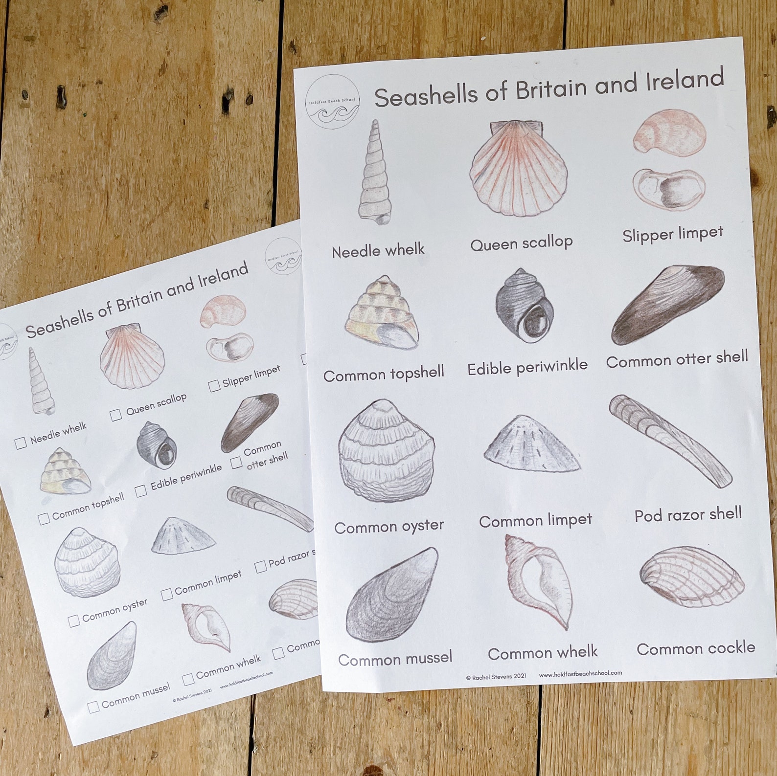 The Seashell Guide A4 printable Beach Identification Sea Etsy