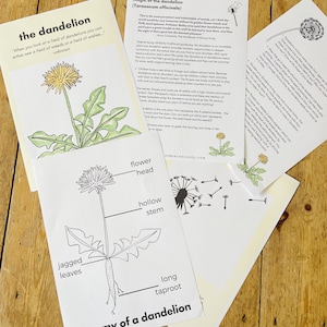 Puede incluir: Una hoja de trabajo imprimible con una ilustración en blanco y negro de un diente de león con etiquetas para la cabeza de la flor, el tallo hueco, las hojas dentadas y la raíz principal larga. El texto "el diente de león" y una cita sobre los dientes de león están en la parte superior de la página.