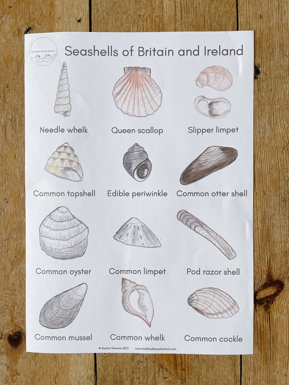 The Seashell Guide A4 printable Beach Identification Sea Etsy