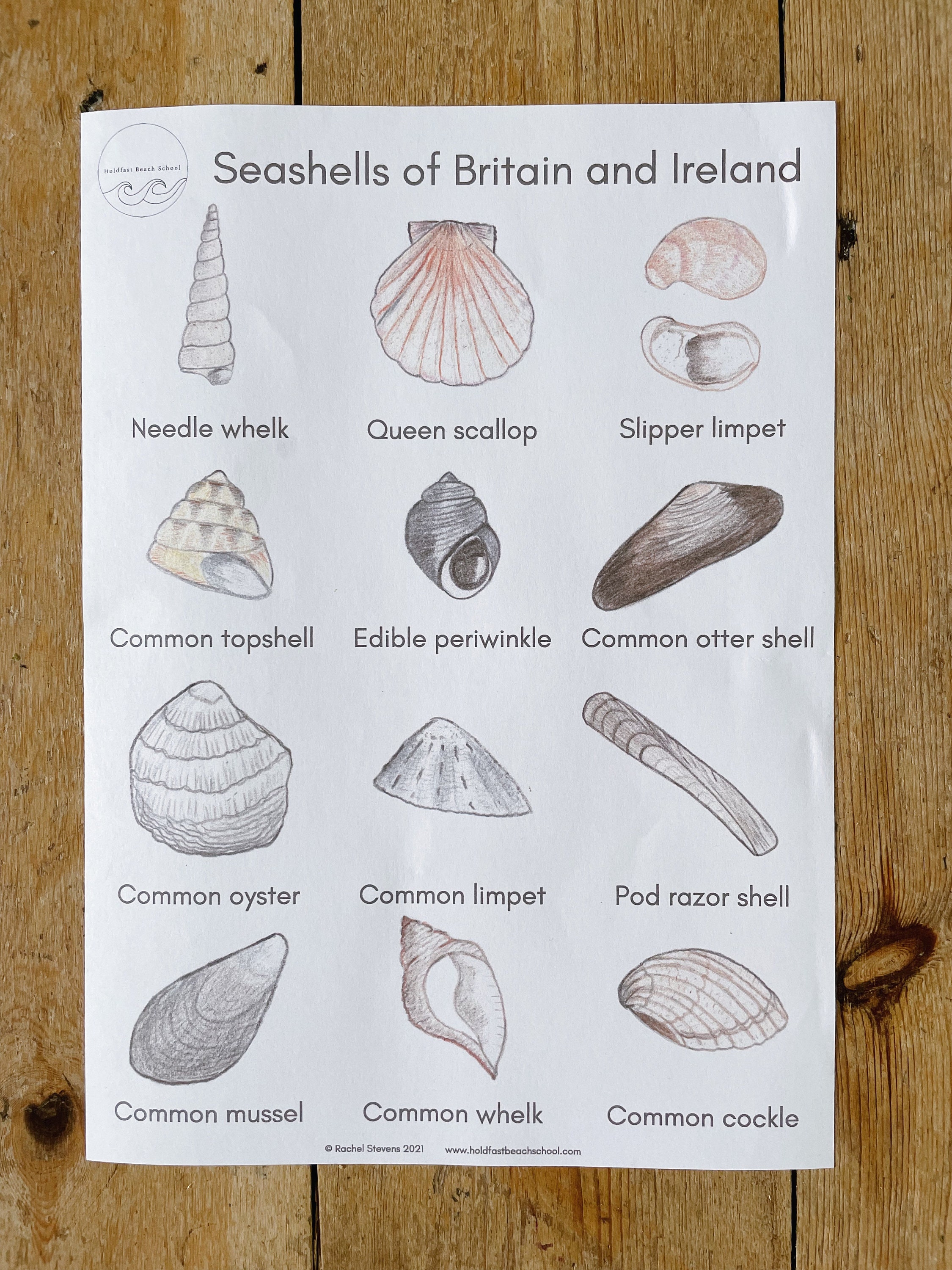 The Seashell Guide A4 printable Beach Identification Sea Etsy España