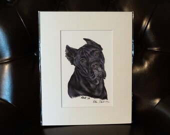 Cane Corso Signed and Matted Print