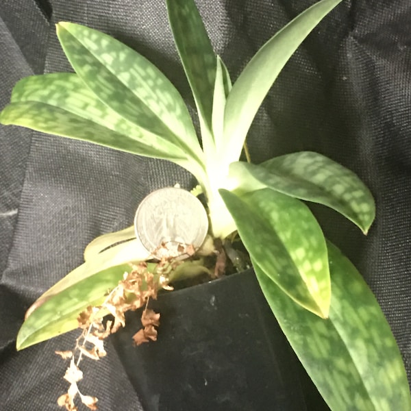 Paphiopedilum argus blooming size plant Orchid