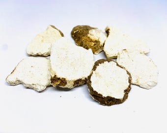 Lignosus Rhinocerotis (Tiger Milk Mushroom) 100g