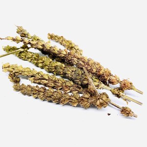 Schizonepeta Tenuifolia (Jing Jie) 100g