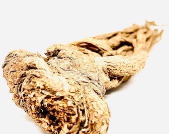 May include: A dried, brown root with a knobby, textured surface. The root is long and thin, with a slightly curved shape.