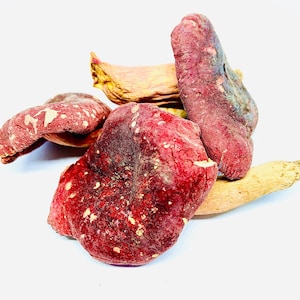 Russula Alutacea 100g