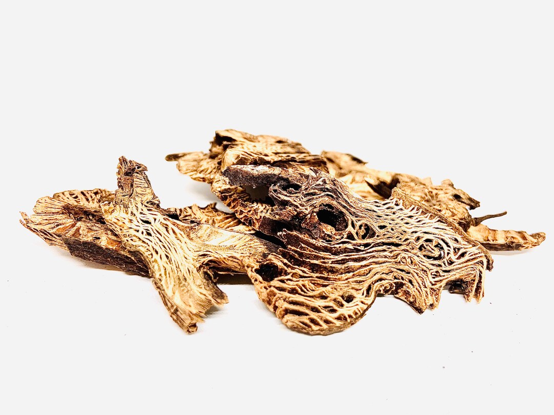 Cimicifuga Foetida (sheng Ma) 100g - Etsy