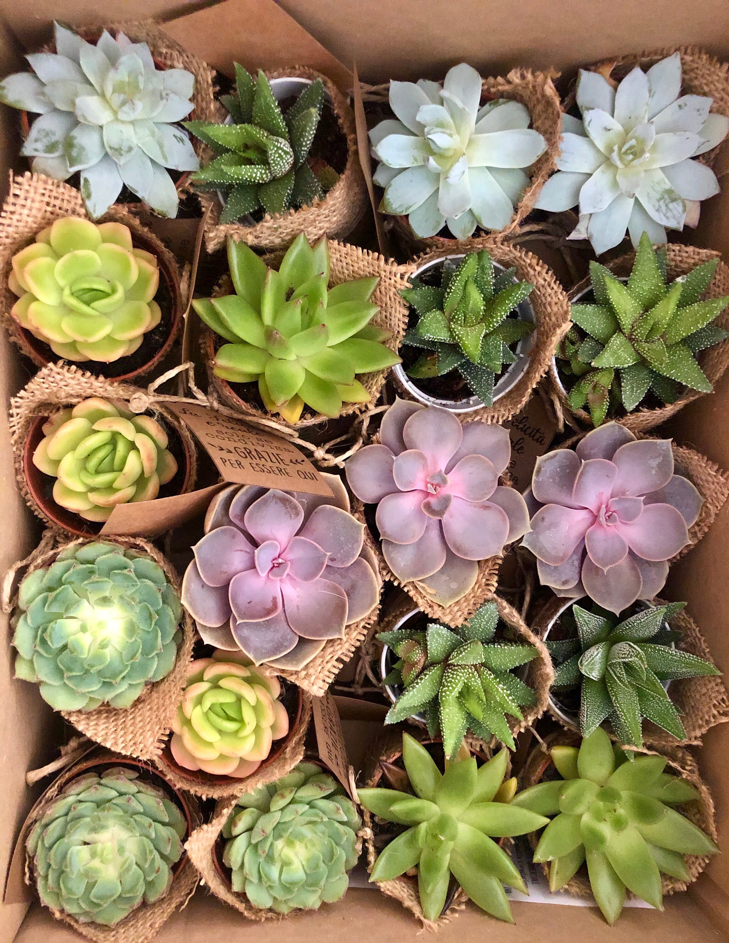 4140402962 Japanese Book Succulent Plant Flower Gardening