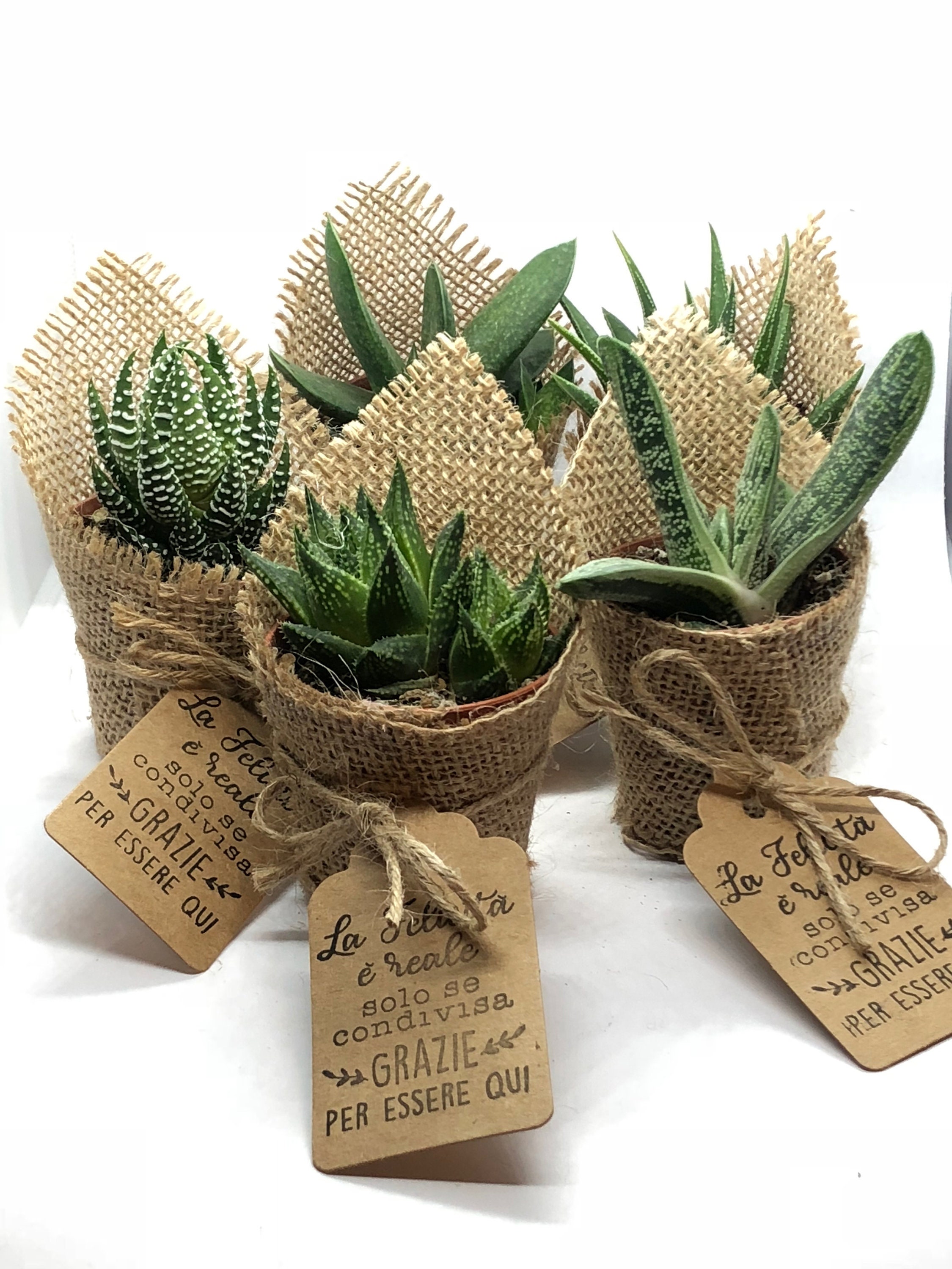 NEIGHBORHOOD Placeholder Cactus Succulent Plant - Etsy