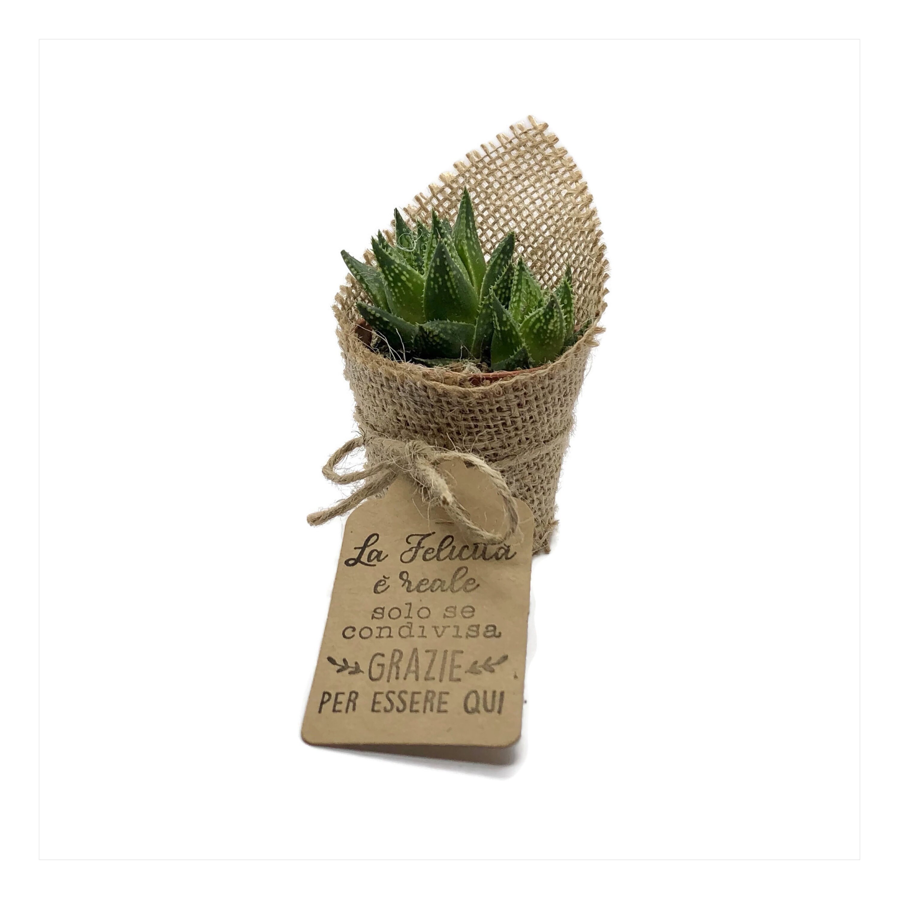 NEIGHBORHOOD Placeholder Cactus Succulent Plant - Etsy