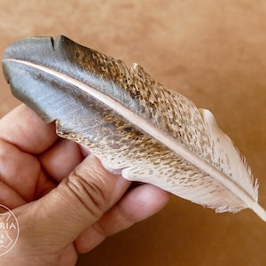 Leather eagle feather hair clip, eaglefeather barrette