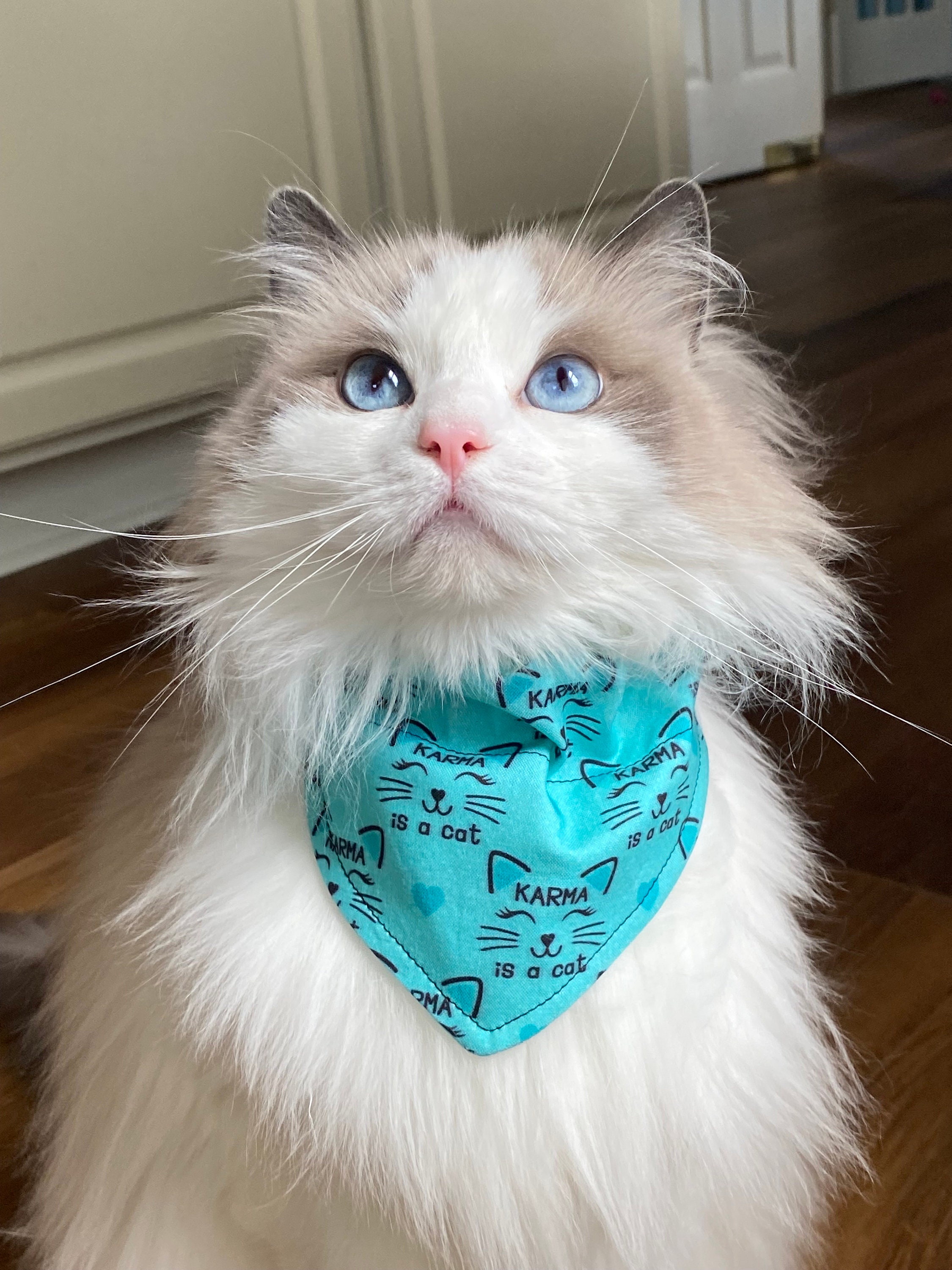 Cat handkerchief discount