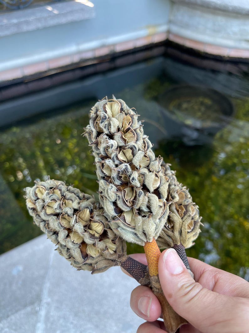 Magnolia Seed Pods