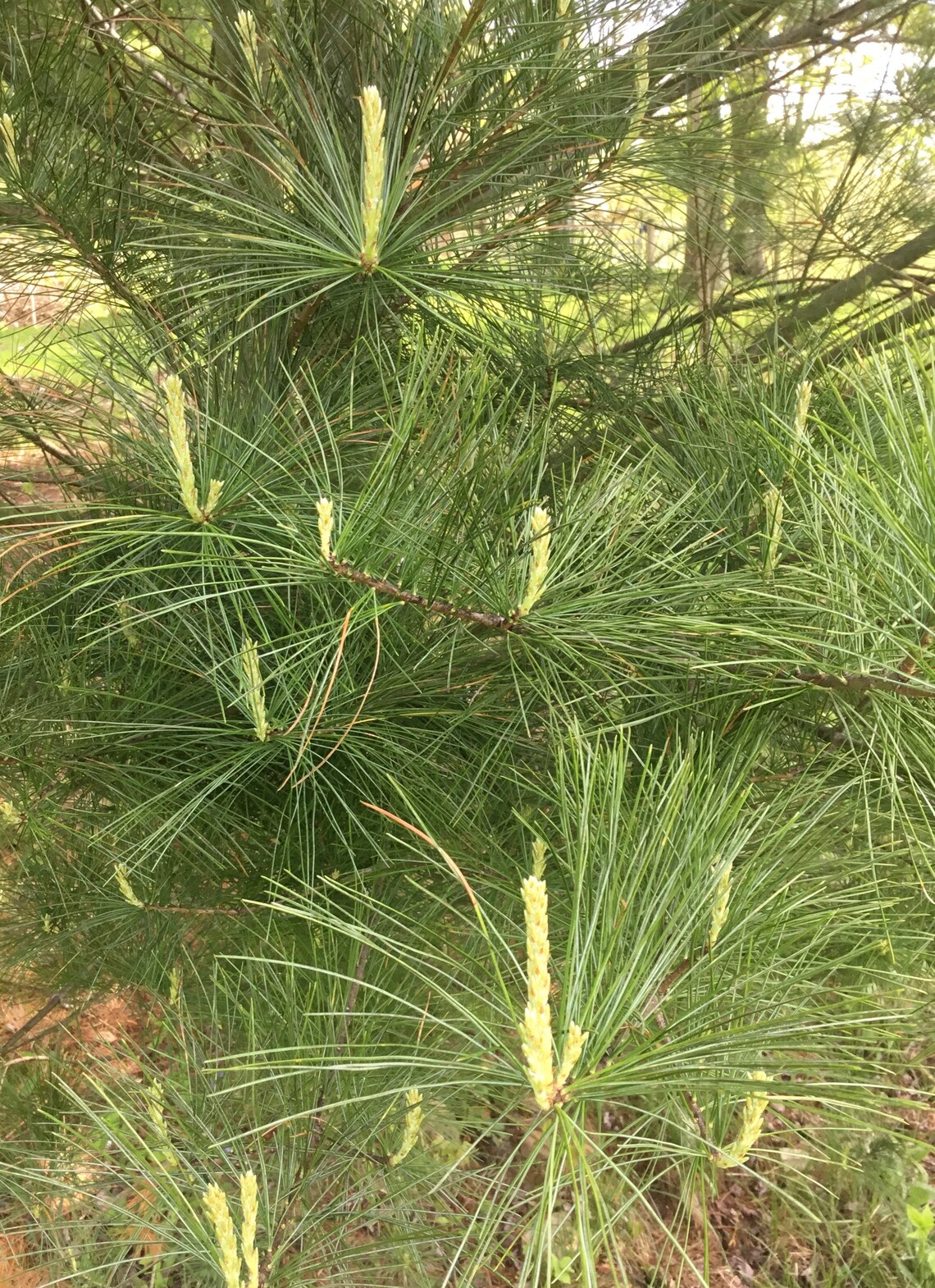 Fresh White Pine Needles for Tea Freshly Picked Etsy