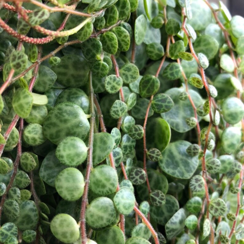 Peperomia prostrata string of turtles three cuttings