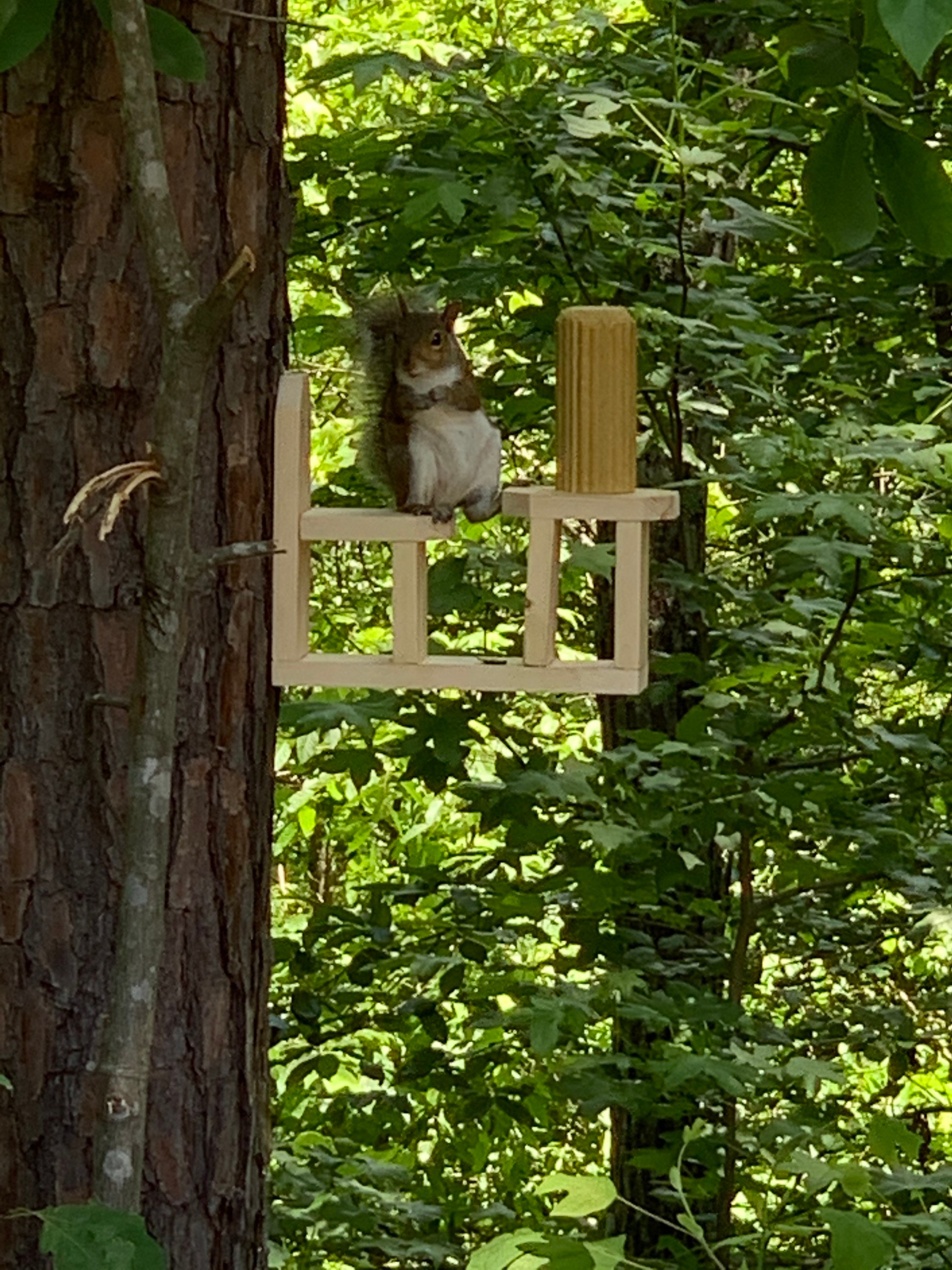 Mesa de pino y silla ardilla alimentador de maíz | Etsy