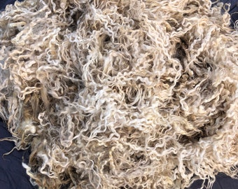 Cotswold Lamb Fleece, Raw Curly LONG locks 2lbs 9oz Sheep Wool