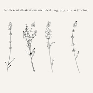 May include: Six black and white line drawings of lavender flowers. The flowers are drawn in a simple, minimalist style.
