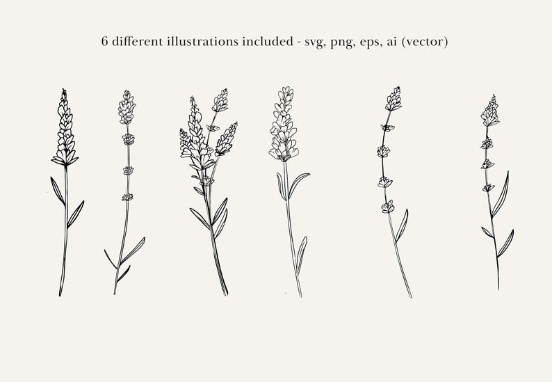 May include: Six black and white line drawings of lavender flowers. The flowers are drawn in a simple, minimalist style.