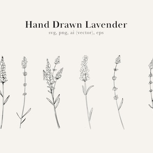 Lavender Drawing, Lavender Clip Art, Lavender SVG, Lavender png, Botanical Drawing, Hand drawn lavender