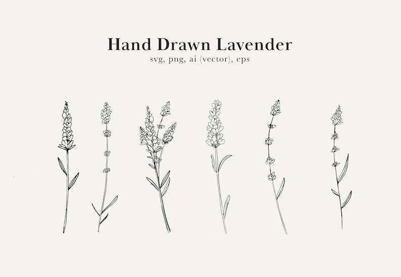 May include: A set of six hand-drawn illustrations of lavender flowers. The illustrations are in black and white and feature different styles of lavender flowers.