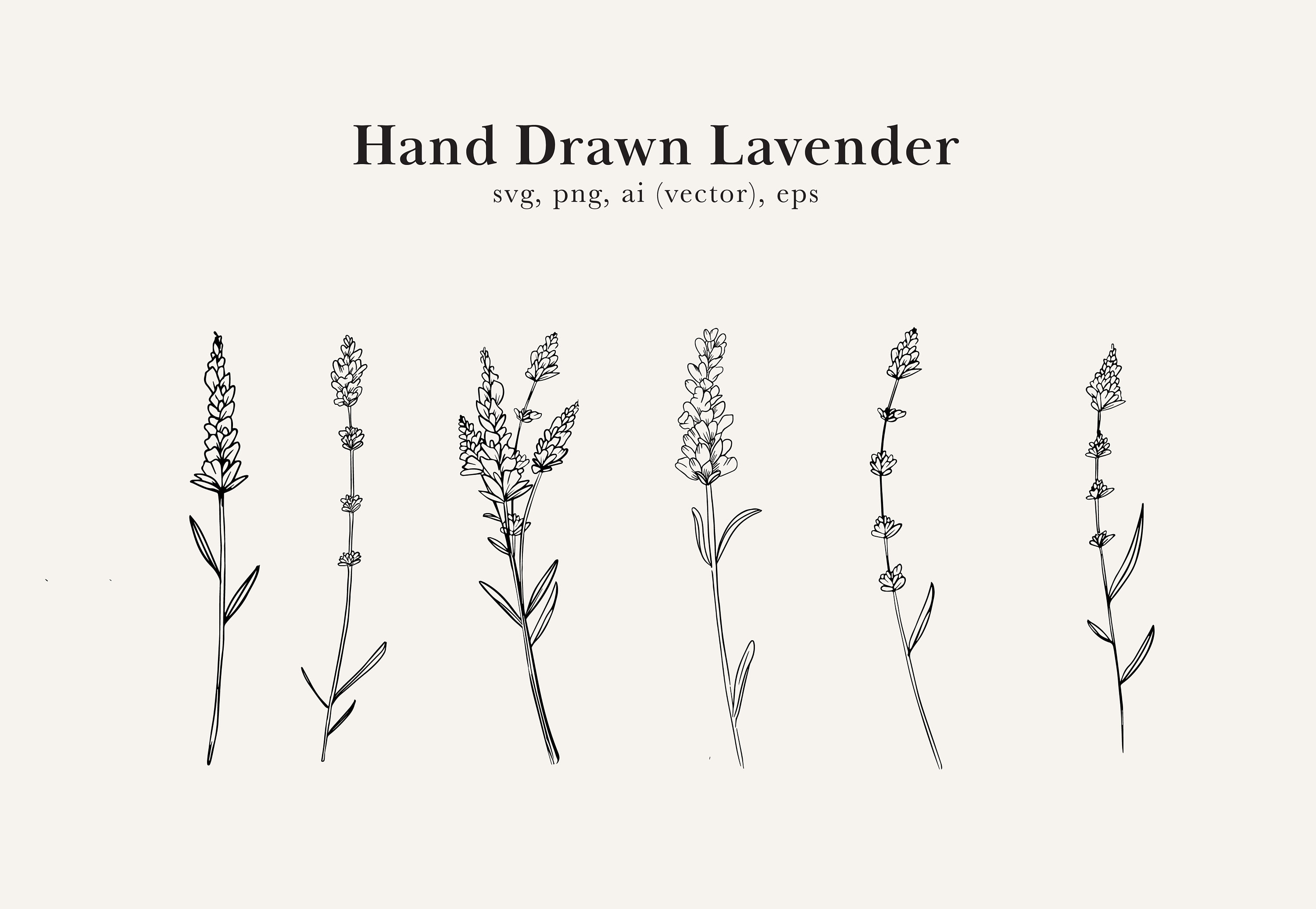Lavender Drawing Lavender Clip Art Lavender SVG Lavender - Etsy UK