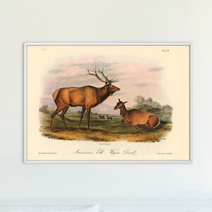 John James Audubon Elk Vintage Art Print