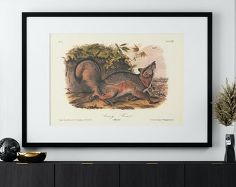 Stampa artistica vintage di John James Audubon Volpe grigia