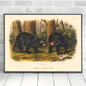 John James Audubon Black Bear Vintage Art Print