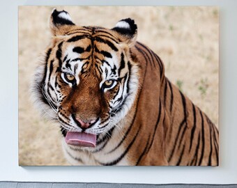 Tiger Split Canvas Etsy