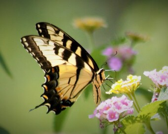 Floral Butterfly