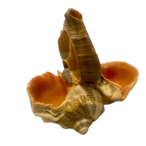 May include: A natural seashell with a spiral form and a blend of tan, brown, and orange tones. The shell has a textured surface and a small, attached snail shell. The open end displays a vibrant orange interior.