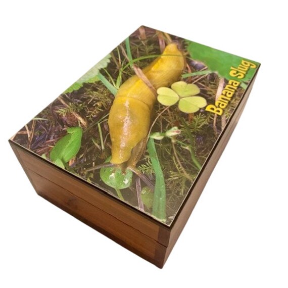 Cedar Trinket Box Banana Slug on Lid Hinged Unique - image 3