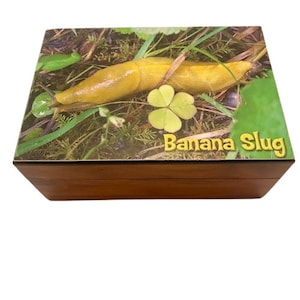 May include: A wooden box with a lid featuring a vibrant image of a banana slug on a bed of grass and leaves. The text "Banana Slug" is printed in yellow. The box has a natural wood grain finish.