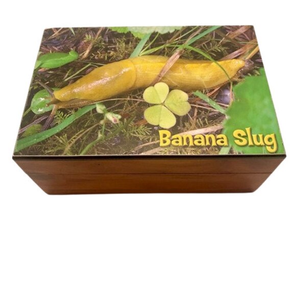 Cedar Trinket Box Banana Slug on Lid Hinged Unique - image 1