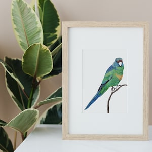 Rainbow Parakeet Drawing