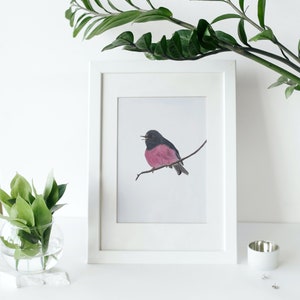 Pink Robin Bird Drawing