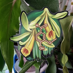 Vanillin Vanilla Orchid Molecule Vinyl Sticker | chemistry | botanical sticker | science sticker | science gift | science art