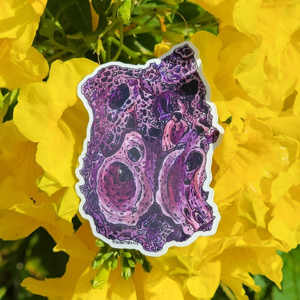 Scoria Igneous Pyroclastic Purple Watercolor Vinyl Geology Sticker - geoscience - earth science