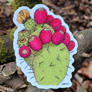 Feigenkaktus Blüte Stardust Aufkleber