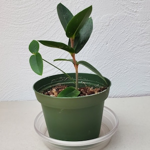 Hoya Densifolia