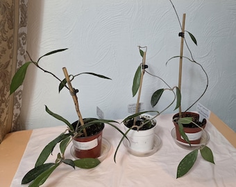 Hoya Pubicalyx 'black Dragon' Plant - Etsy
