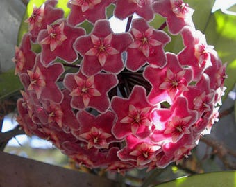 Hoya Pubicalyx Pink Silver Ghost - Etsy