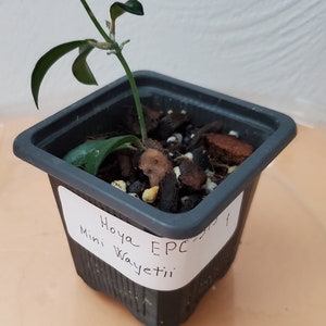 Hoya Mini Wayetii