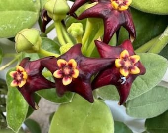 E0327 Very Rare Hoya Papuana Cutting Fully Rooted - Etsy