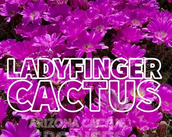 Devils Finger Cactus (Echinocereus Pentalophus) Cascading Tailing Arms Brilliant Magenta Spring Flowers Cold Hardy Nuevo León Mexico.