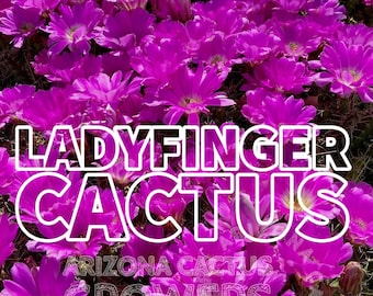 Echinocereus pentalophus Ladyfinger Cactus — Pink Magenta Blooms, Cascading, Cold Hardy, Arizona Grown