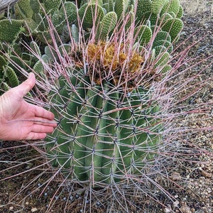 Ferocactus Emoryi ssp. Rectispinus Long Spined Barrel Cactus Red Straight Spines Baja Mexico Barrel Full Sun Drought Tolerant